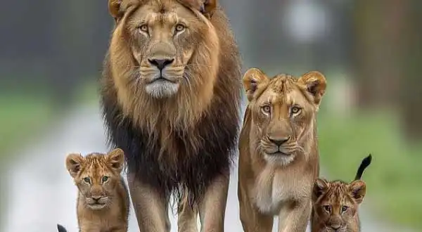 شکل۲-تجربه‌ی صوتی و تصویری بی‌نظیر با MiniLED Pro